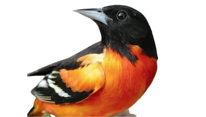 Black With Orange Bird