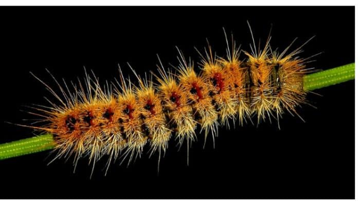 Orange Black Spiky Caterpillar