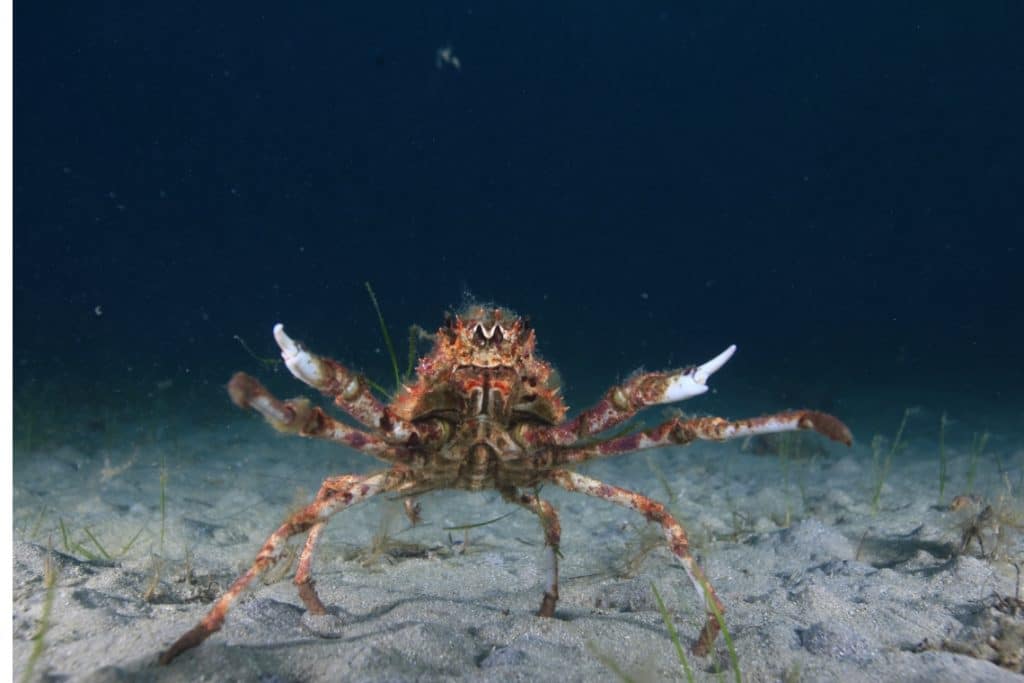 Australia Crab Spider
