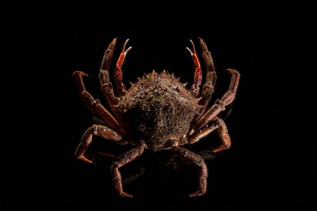  Australia Crab Spider