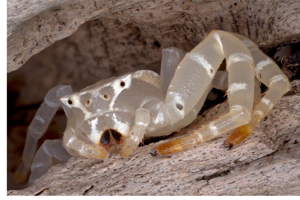  Australia Crab Spider