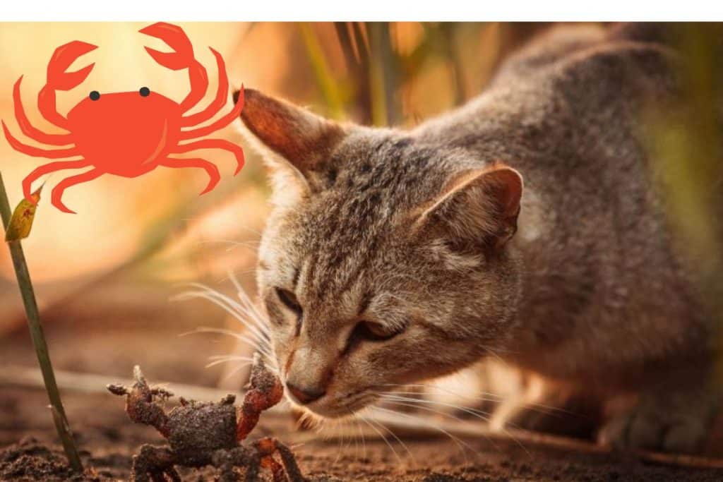 Can Cats Eat Crab