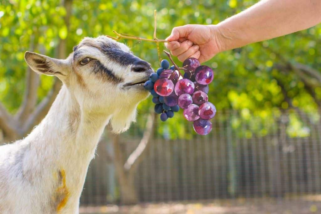 Can Goats Eat Grapes