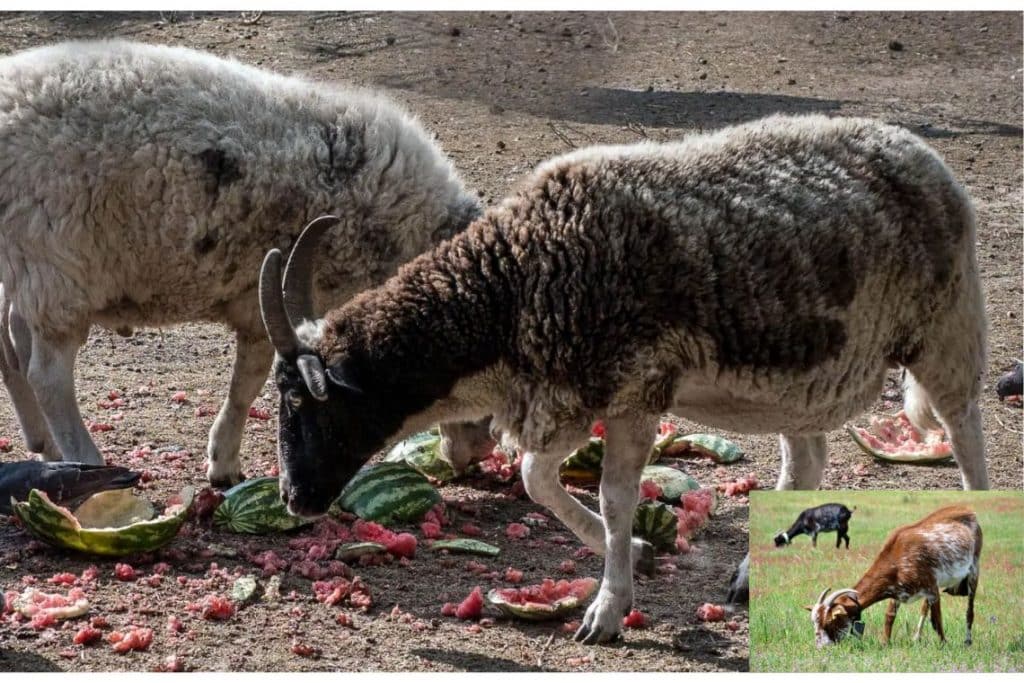 Can Goats Eat Watermelon?