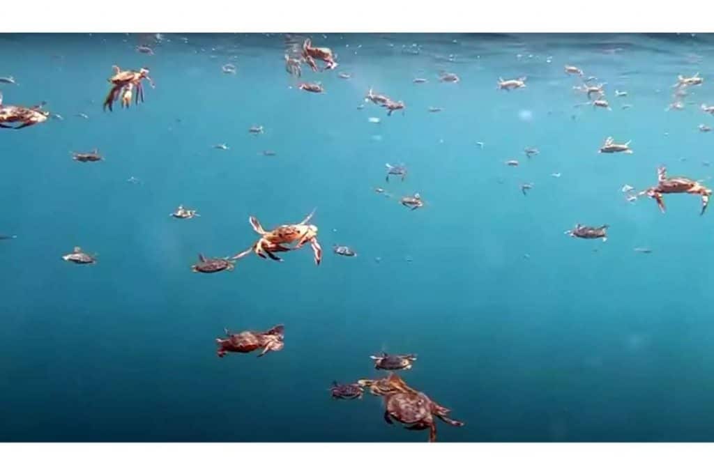 Can a Crab Swim?