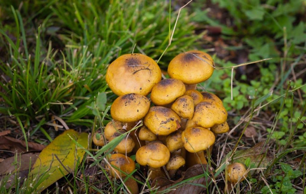 Edible Mushrooms in Florida