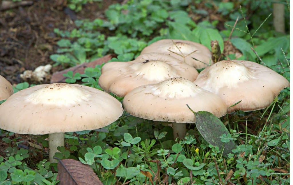 Edible Mushrooms in Florida