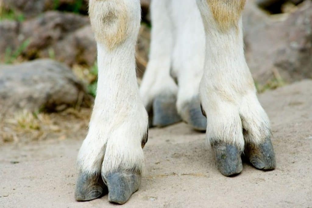 Goat feet