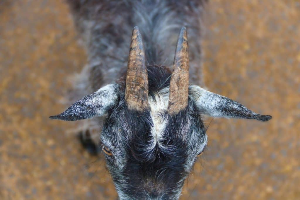 Goat Horns