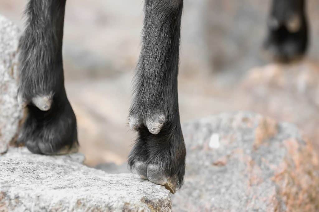 Goat legs