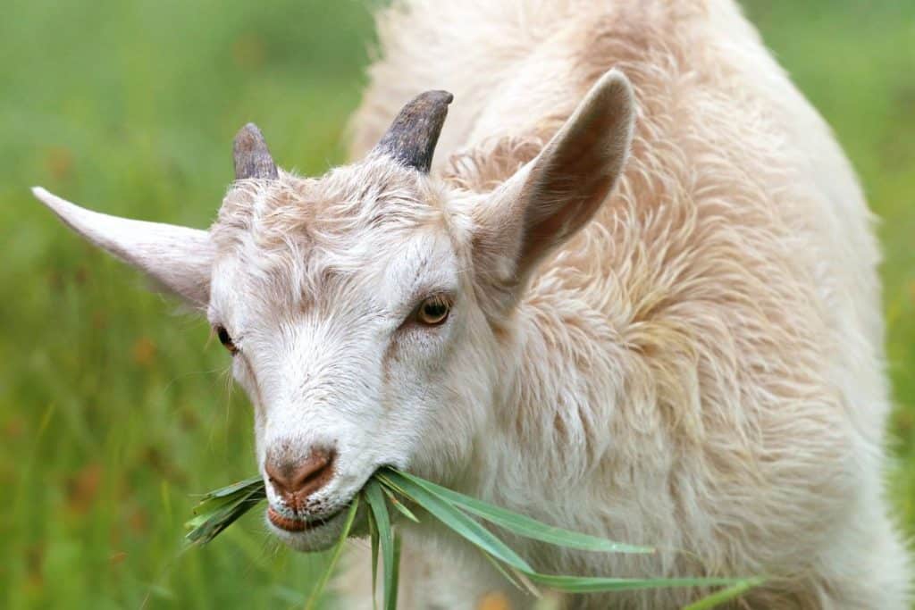  Gulabi Goat