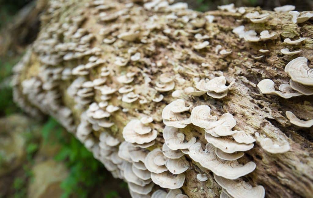 Hen of the Wood Mushroom