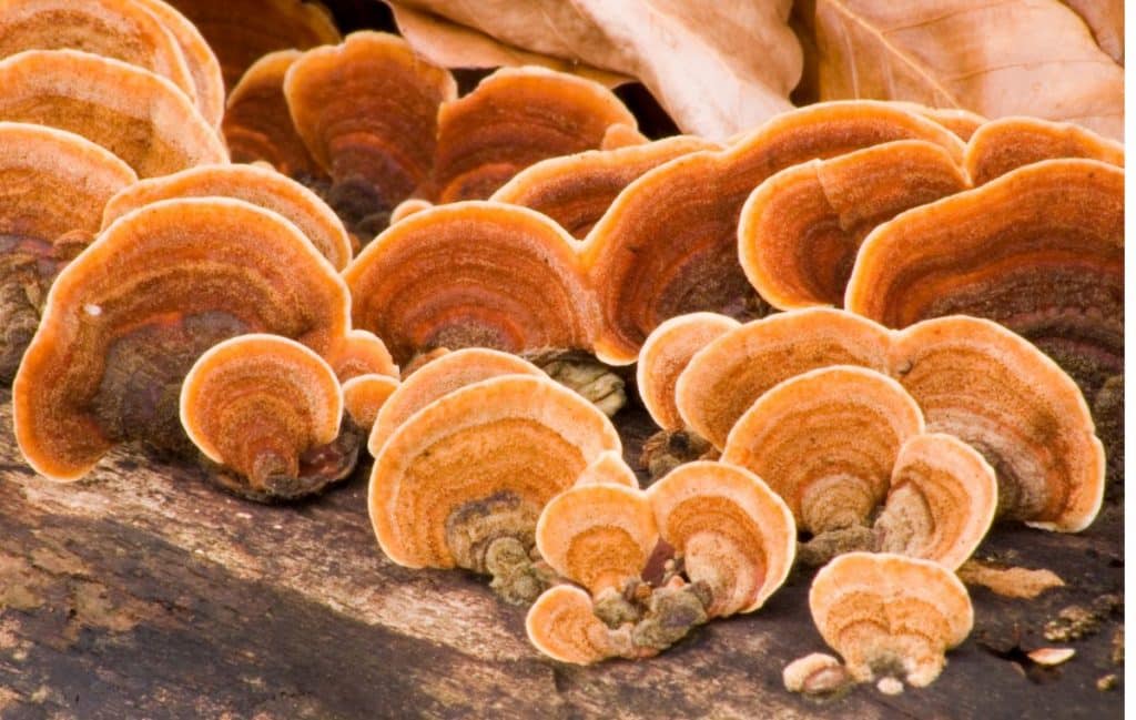 Hen of the Wood Mushroom