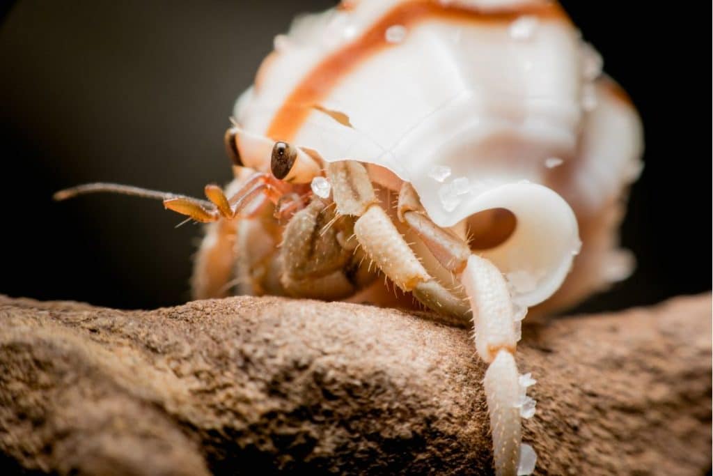 Hermit crab without shell