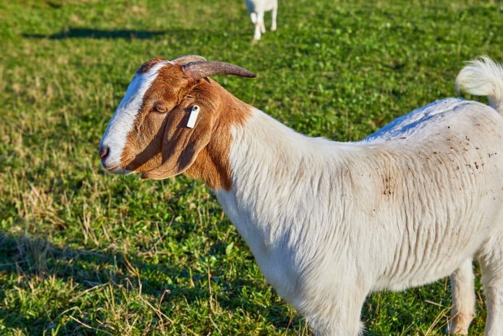 Mini Nubian Goats