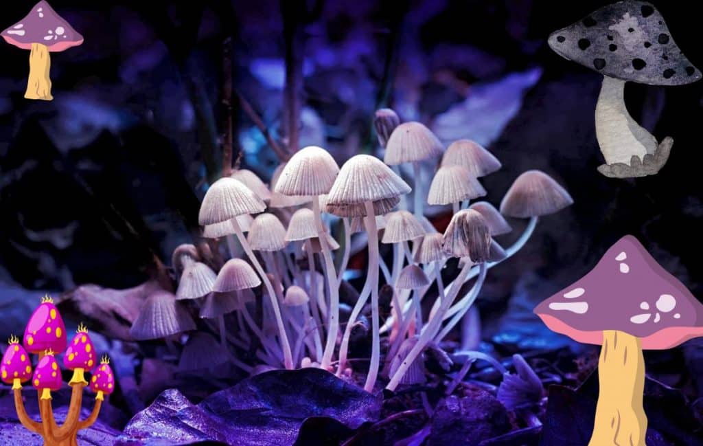 purple mystic mushroom