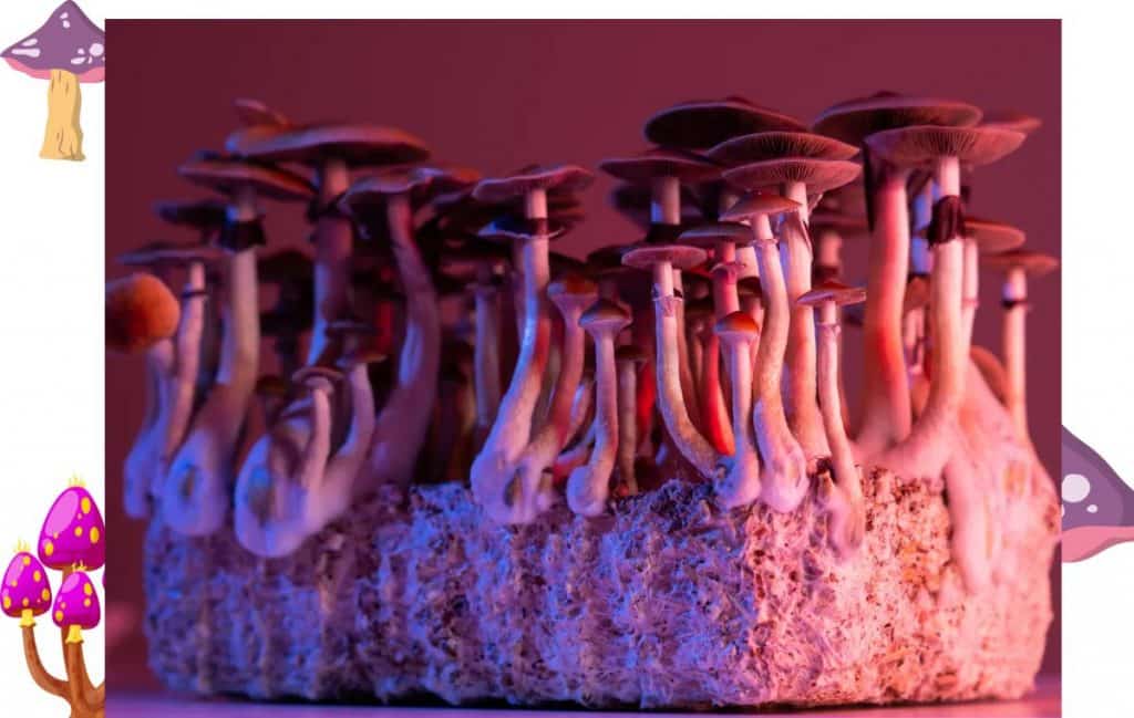 purple mystic mushroom