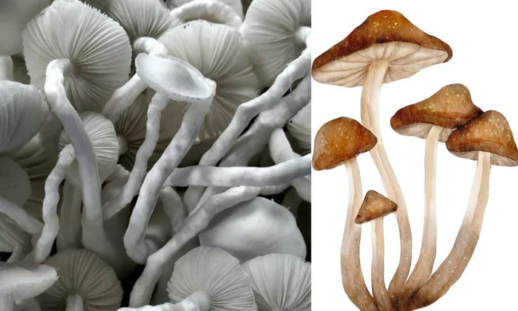 Tat Mushroom
