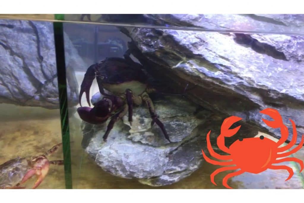 Thai Devil Crab