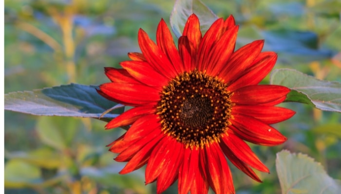 Red sunflowers