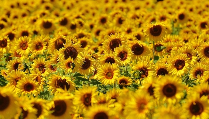 Sunflower aesthetic