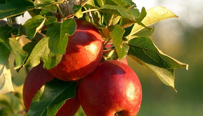 The Nutritional Benefits of Apples: Why it's a Great Fruit to Add to Your Diet