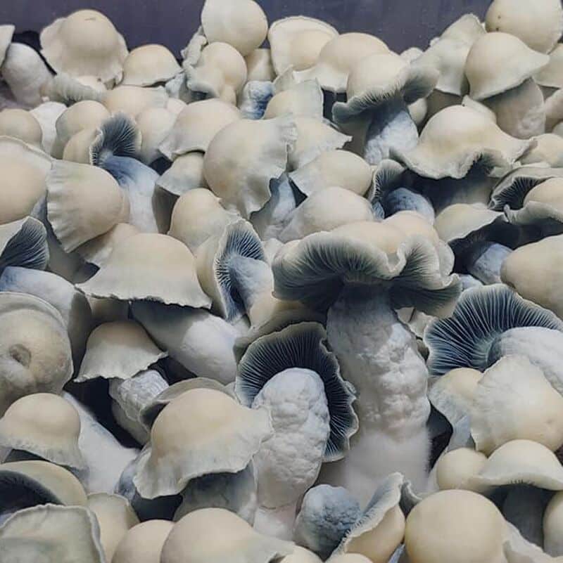 Amvp Mushroom
