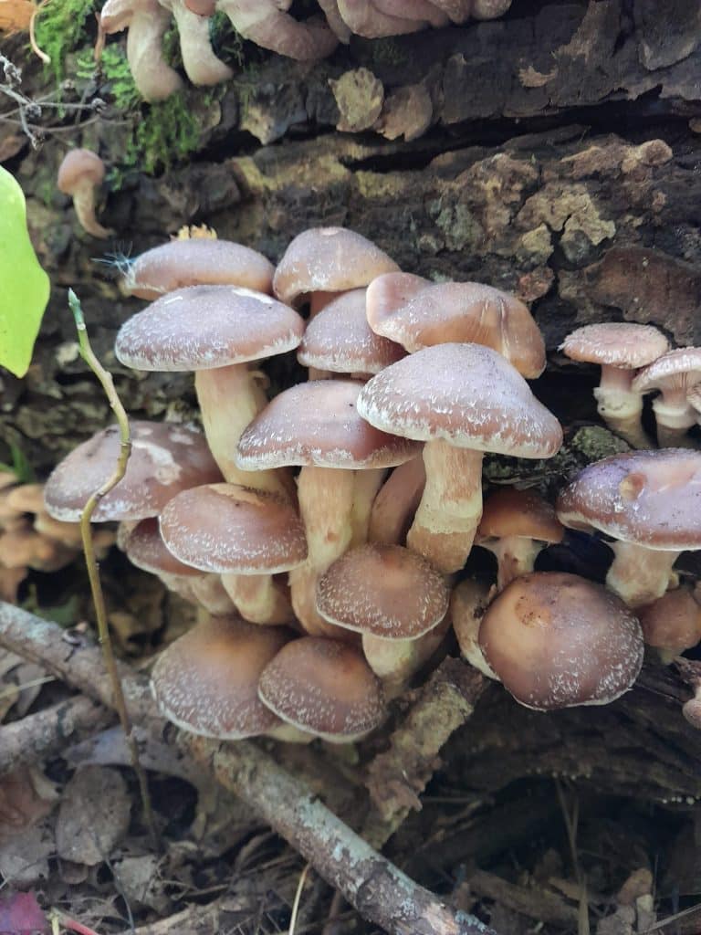 Fungo Mushrooms