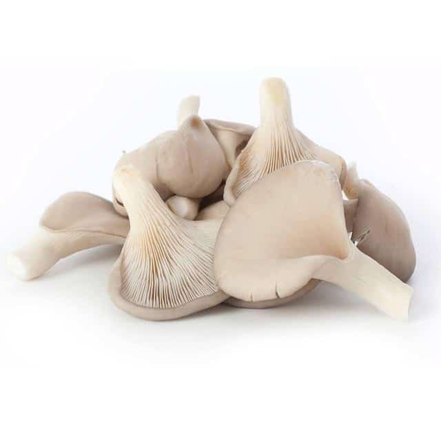 Order Oyster Mushrooms Online