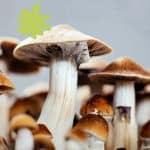 Pe7 Mushroom