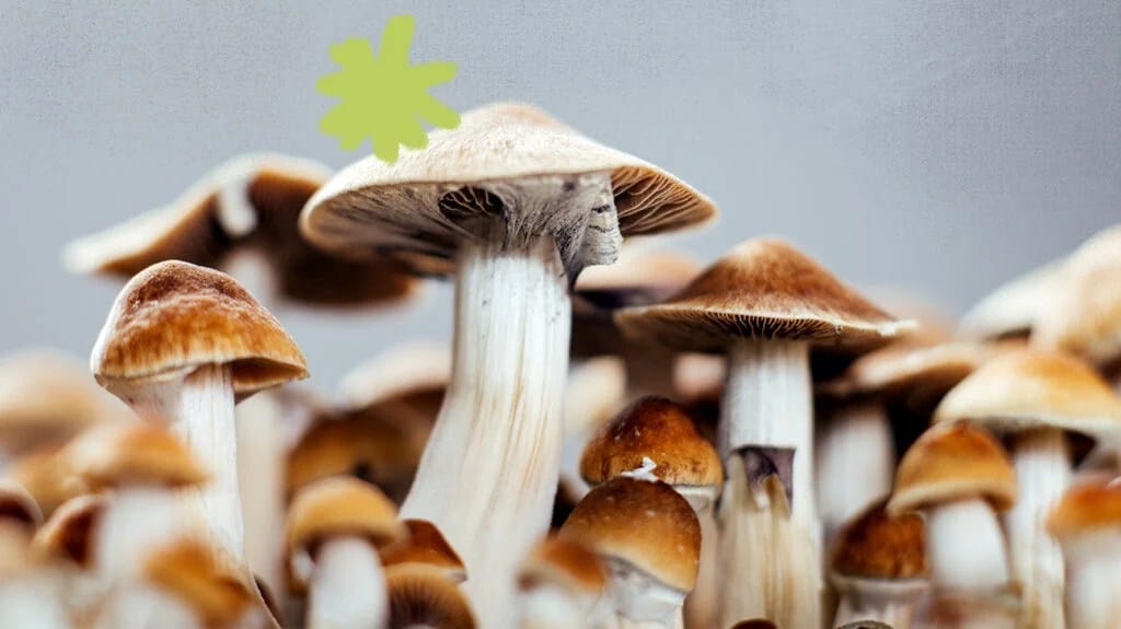 Pe7 Mushroom