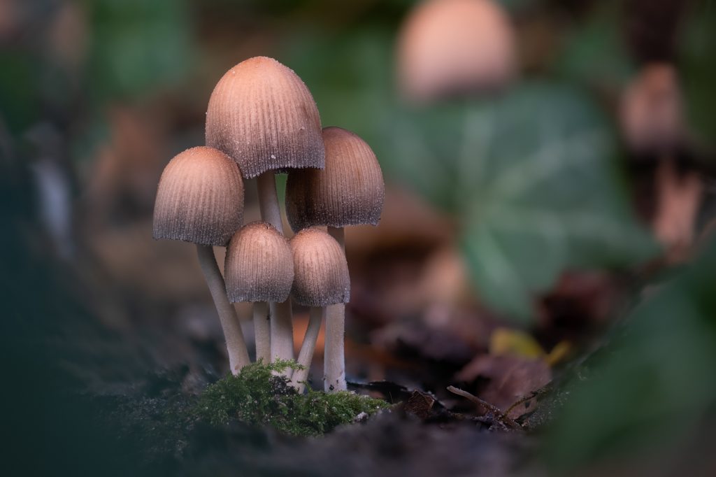 Penis Mushrooms
