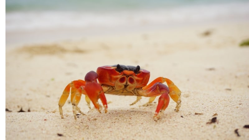 Troll Crab
