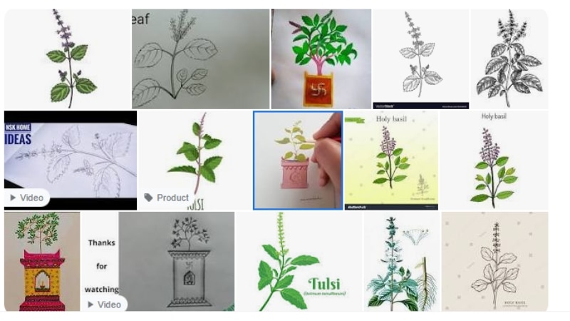 Tulsi plant drawing