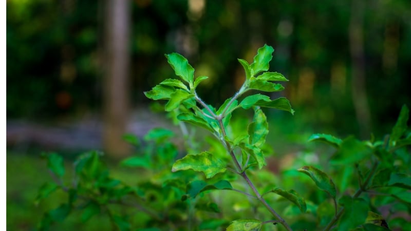 Picture of Tulsi Plant